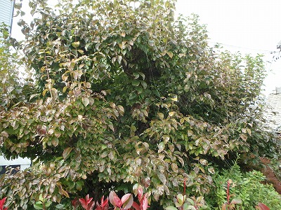 pb094259