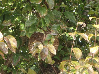 pb094260